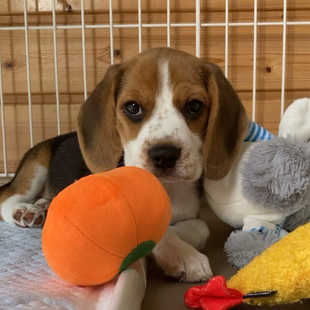 cab4bd30-23ee-47c4-ac0c-1173f3e92ac6